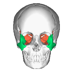 Position of two bones, Animation.