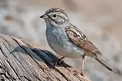 *Brewer's sparrow