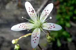 Star-shaped flower with five strap shaped, white petals. Petals are spotted with 12-25 colorful dots. These dots are pale yellow near the base of each petal and the colors change continuously through orange and red to magenta near the tip of each petal. 9 stamens are visible distal to the petals. The ovary consists of two carpels mostly fused with a single style and a single stigmatic surface.