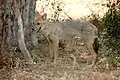 Sri Lankan jackal