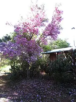 Ornamental use in Hawaii
