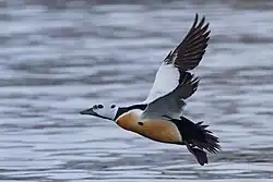 Steller's_Eider_(Polysticta_stelleri)_(13667604773)