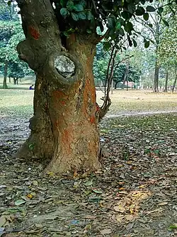 A jackfruit tree trunk