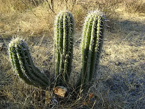 Plant growing near Tlacolula De Matamoros, Oaxaca
