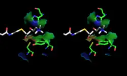 Stereoscopic depiction of choline and acetyl-CoA in ChAT active site.(PDB: 2FY3, PDB: 2FY5 - overlaid).