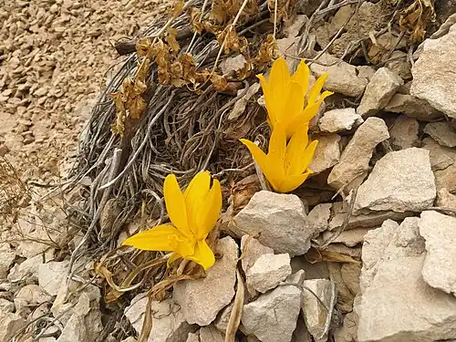 In Zagros, Iran
