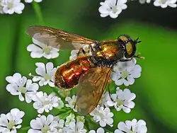 Male, with copper-green abdomen