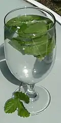 Strawberry leaf tea, made from fresh Fragaria vesca leaves