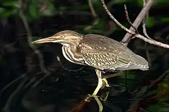 Older juvenile, Isabela Island