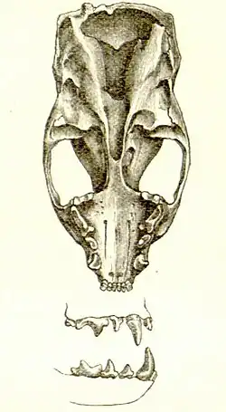 An animal skull and some teeth in the jaws