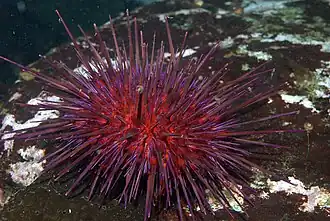 Strongylocentrotus franciscanus, a Camarodonta