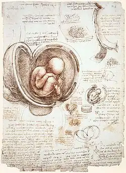 Leonardo da Vinci – Studies of the Fetus in the Womb, 1511
