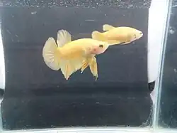 Super Yellow Plakat Halfmoon male and female