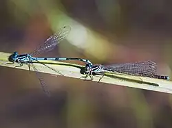 Mating pair, male in front holding the female with the tip of his tail