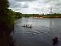 Mute swan and cygnets on the main lake at Sheepwash.