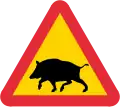 Wild boars