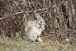 Photo of a rabbit with its hind leg lifted and toes splayed
