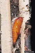 Pupa