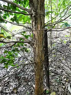 Trunk with peeling bark