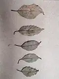 Dry leaves in herbarium