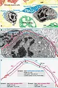 Figure 21. Rat jejunum mucosa. A telocyte (blue) telopode is engaged in different types of synapses with a plasma cell: two plain synapses (PS) and one multicontact synapse (MS) are seen.