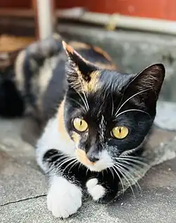 Calico cat with predominantly black coloration