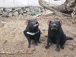 Two devils, sitting side by side, the one of left with a white stripe under its neck. They stand on a dirt patch. Stones can be seen in the background.