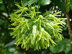 Sabidukong or Bagbagkong