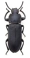 Tenebrio opacus