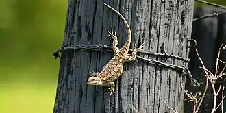 Texas spiny lizard (S. olivaceus)