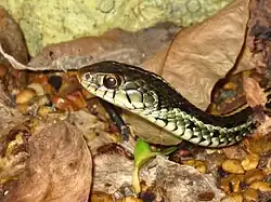 T. s. sirtalis (Florida specimen)