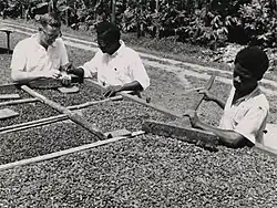 A black and white photo of three men, two Black and one white, inspecting and raking trays of beans