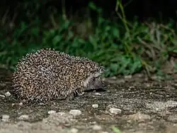 Brown hedgehog