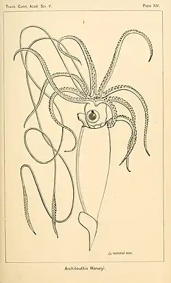 #30 (25/11?/1873), A. E. Verrill's reconstruction of "Architeuthis Harveyi", the Logy Bay giant squid (Verrill, 1880a:pl. 14)
