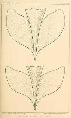 #42 (24/9/1877), Ventral views of the supposedly anteriorly-free caudal fins of the Catalina specimen (top: after several days in alcohol; bottom: after several months in same), now known to be a preservation artefact (Verrill, 1880a:pl. 19)