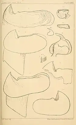 #25 (?/12/1872) and others, Verrill's sketches of the two halves of the lower mandible of specimen No. 4 from 1872 (#25), drawn from photographs (figs. 5–5a), as well as beaks and other remains redrawn from earlier sources: #16 from Harting (1860:pl. 1 figs. 1, 8, 8') (figs. 1–1b); Steenstrup's A. dux from Harting (1860:pl. 1 fig. 1A) (fig. 2); #13 after what was eventually published as Steenstrup (1898:pl. 1 fig. 2) (fig. 3); and "Enoploteuthis hartingii" from Harting (1860:pl. 2 fig. 15, pl. 3 figs. 23–24) (figs. 4–4b) (Verrill, 1880a:pl. 25)