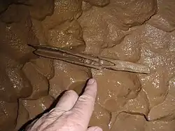Dorsal fin spine of a ctenacanth shark, exposed from the limestone of Mammoth Cave