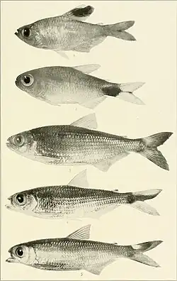A black-and-white image scanned from the pages of a yellowed book, displaying five fish in vertical order. The upper two are shorter, more football-shaped, and the lower three are elongate and slender.