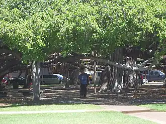 The main trunk of the banyan tree at Lahaina