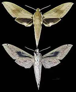 Theretra boisduvalii