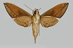 Colour photograph of Female Theretra hausmanni specimine taken from below. It is browny orange in colour.