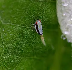 Thionia bullata nymph