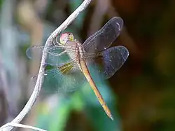 Young male with little colouring in his wings