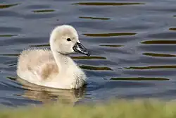 A three-day old cygnet