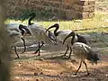 Four African sacred ibis' standing and walking.