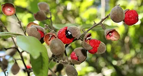 Ripe fruits, the capsule splits open, revealing a black seed and flashy red aril