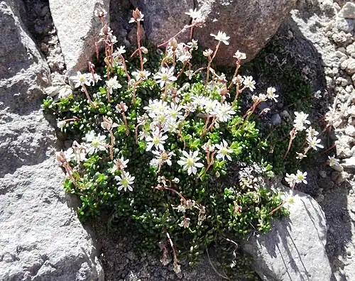 Tolmie's saxifrage (Micranthes tolmiei)
