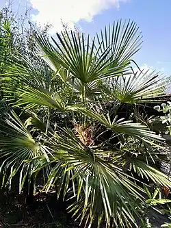 Trachycarpus fortunei in Krapets, Bulgaria