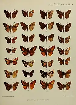 I. umbrosa, I. binotata , I.bipunctata, I. guttulifera and I. feralia in Elwes & Edwards, 1897