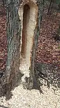 Damage to a tree by a pileated woodpecker searching for bugs, a cavity roughly 3' tall, 4-6" wide, and 8" deep (90‍×‍10-15‍×‍20&nbsp;cm)